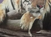 Seram Popularitas Serangan Hewan Buas Harimau Kembali Memangsa Manusia di TNBBS Suoh