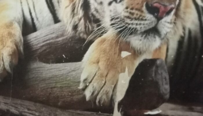 Seram Popularitas Serangan Hewan Buas Harimau Kembali Memangsa Manusia di TNBBS Suoh